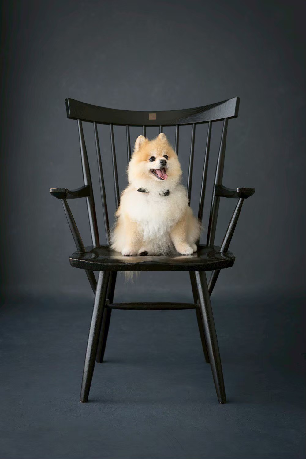 看板犬ポメラニアン